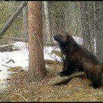 Team of researchers across Alberta dedicated to wolverines; promoting wolverine research, conservation and education.