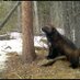 Alberta Wolverine (@altawolverine) Twitter profile photo Alberta Wolverine (@altawolverine) Twitter profile photo