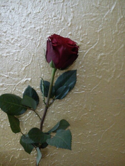 ‏‏‏‏‏‏‏‏‏كل شخص ناجح قال لي , حياتي بدات عندما بدات اثق بنفسي .