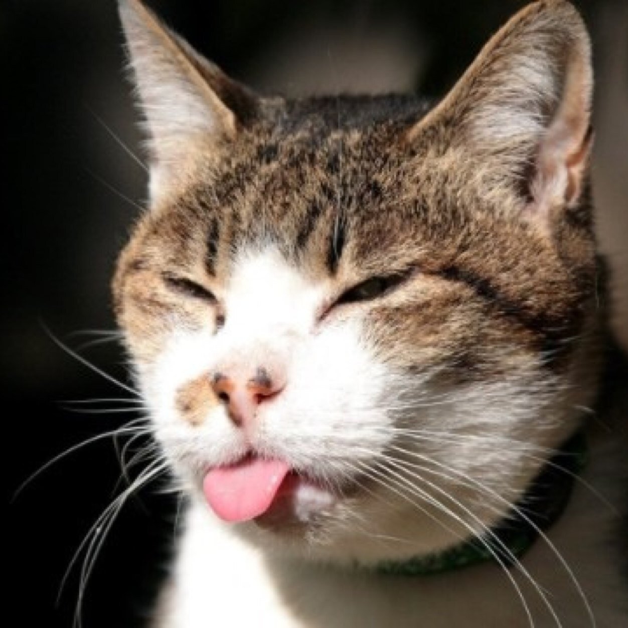 JohnshonMike's profile picture. Follow @DailyDart and @pornhub