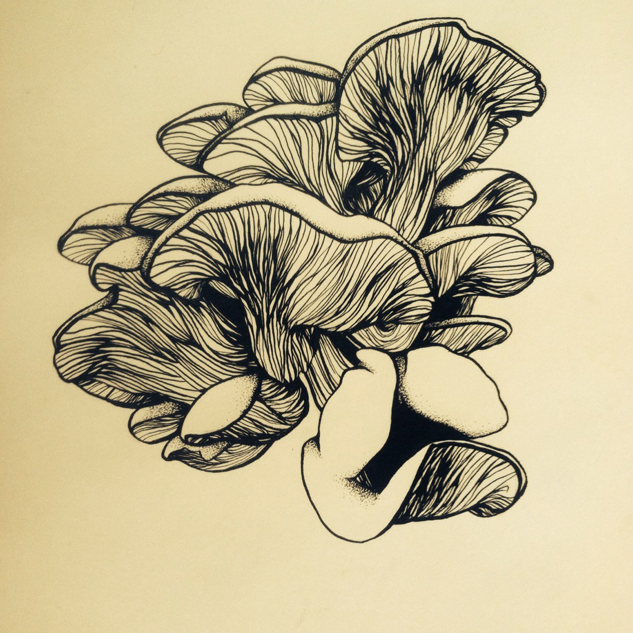 Maui Mushrooms is a gourmet mushroom farm located in Kula, HI. Founded 2014  MauiMushrooms@gmail.com