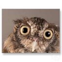 Lori Ernst - @Loridaho - Twitter