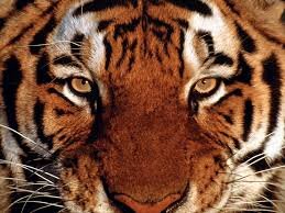 Follow Me And I will follow back