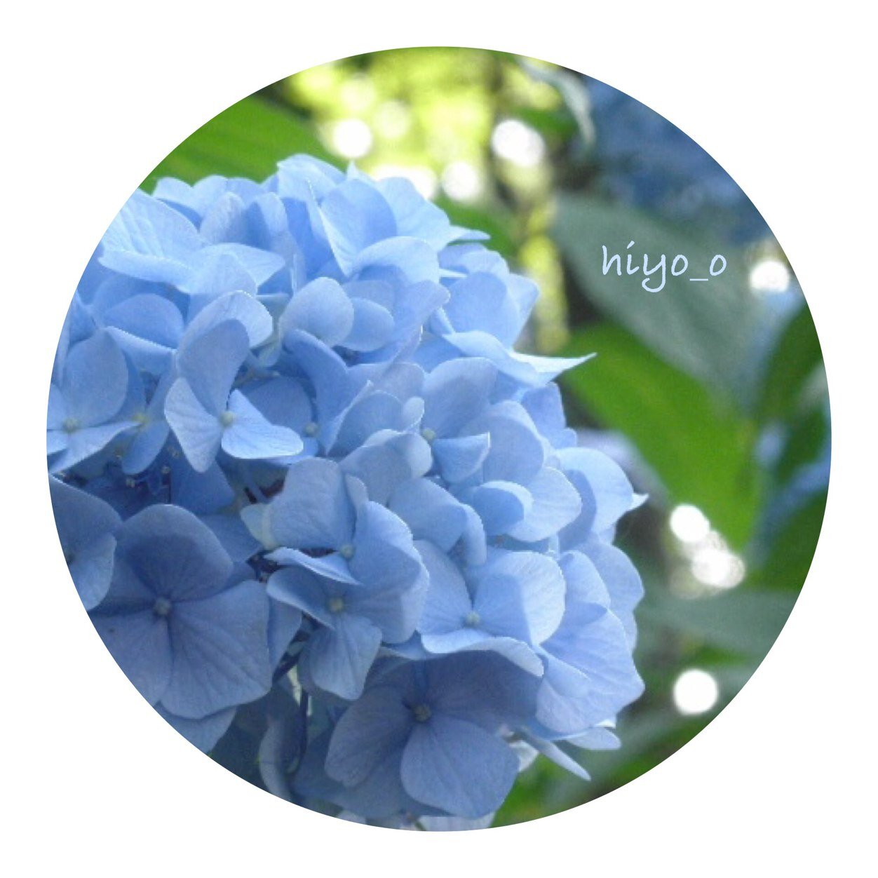 hiy0_0's profile picture. Will pick up News, Stories, and Pictures via various sources. (English/Japanese) 
*
*