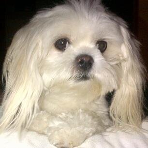Maltese, @katiebarberi's Diva Dog /#1 Fan of @scrappycoprod/ Love shopping and everything looks good on me/ World Traveler :-)