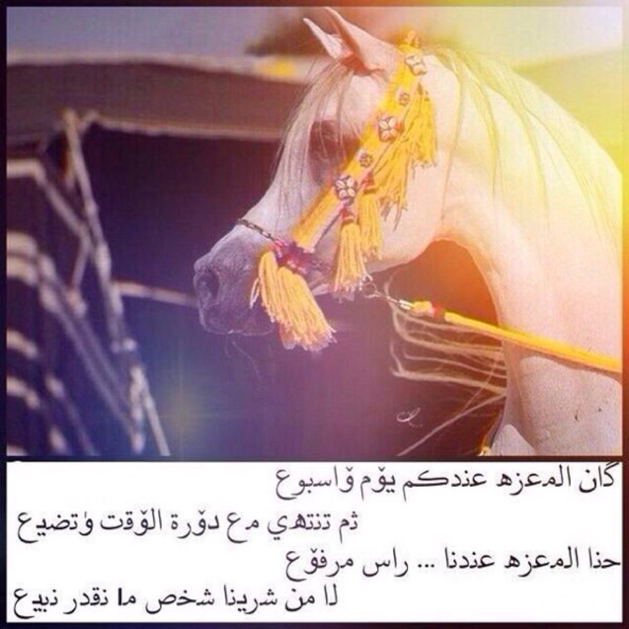 ♡ لي وليفٍ عشقني صدق وانا عشقته
والمحبه من الله و الهوى بالتراضي

ما يهم ان سبقني بالغلا او سبقته
نتفق بالمحبه دون شاهد و قاضي



♡
