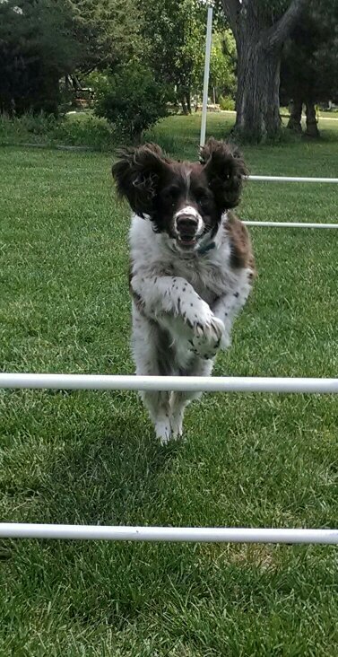 English Springer Spaniel. Life from my point of view.