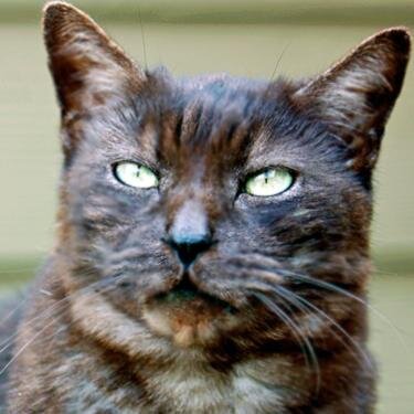 I am a Cat, Prophet, Philosopher, Poet, Humorist, Healer and Optimist- I'm your Spokescat spreading kindness, wisdom and speaking out for justice for all.