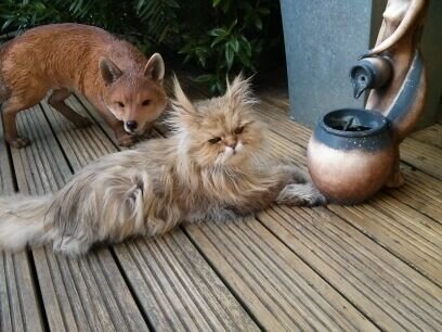 Foxy by name,Foxy by nature.