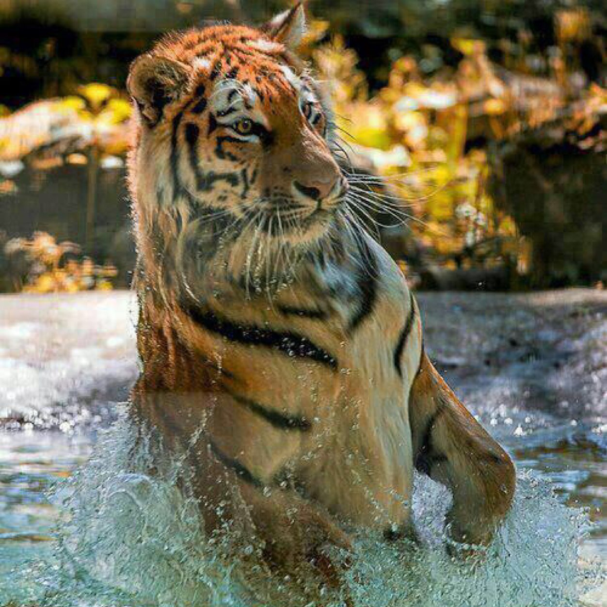 All I want in life is a pet tiger.