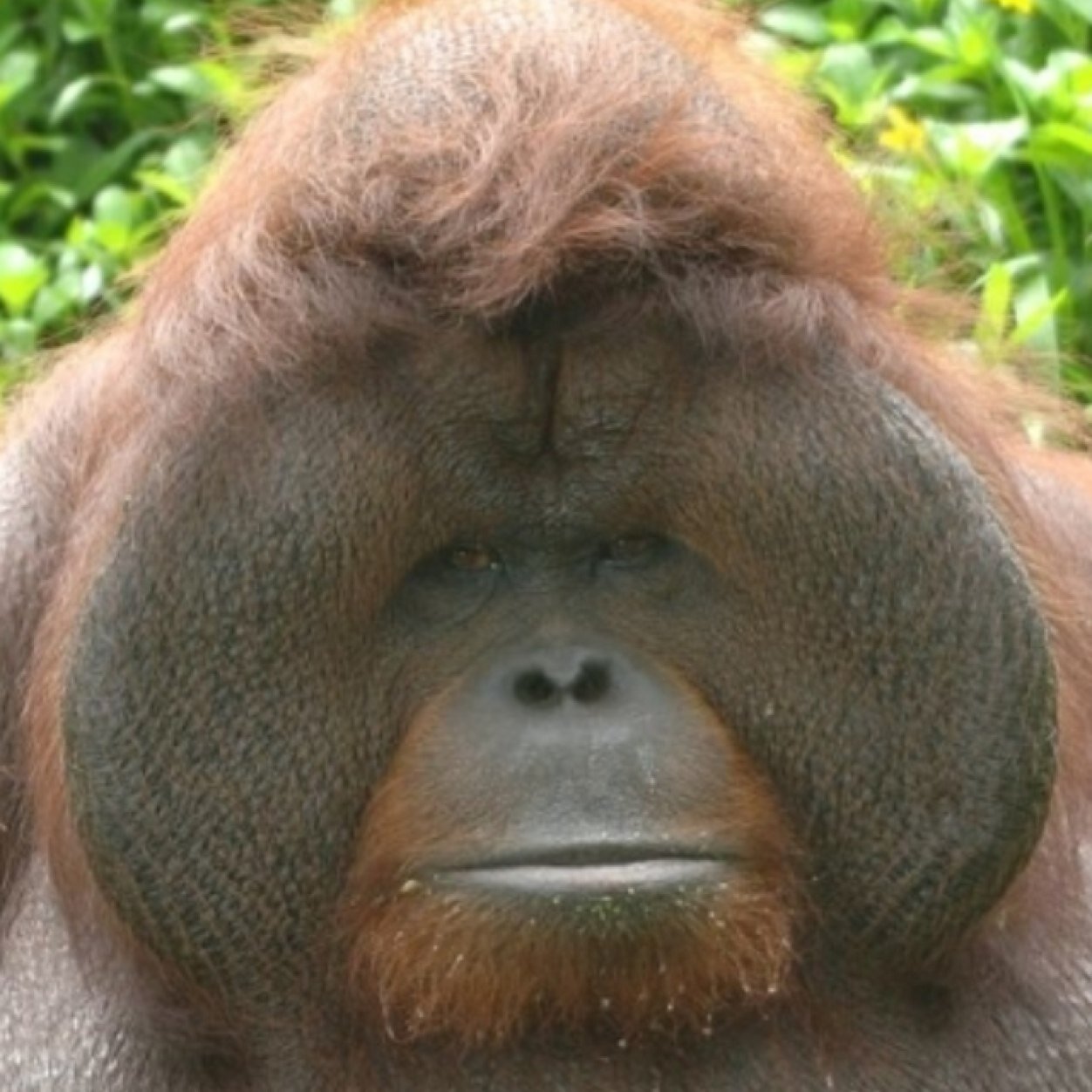 fataun321's profile picture. 