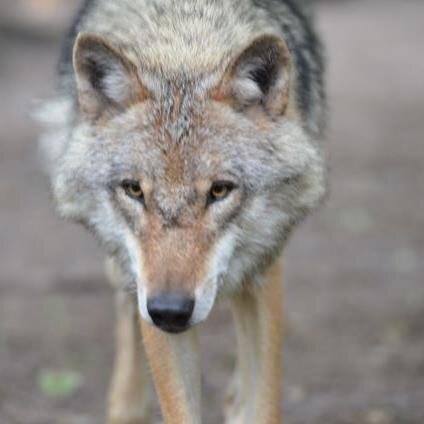 Caniden's profile picture. Online & zu Fuß durch die Welt der Hundeartigen.