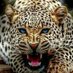 فحل عراقي بابلي (@lonmanh) Twitter profile photo