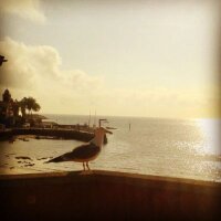 Marlen Fernández (@marlenfgo) 's Twitter Profile