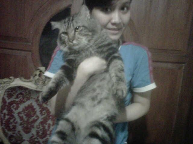 @Chasyafa 's Cats ( Maine Coon Cat) good, nice nd sweety boy cat ☺