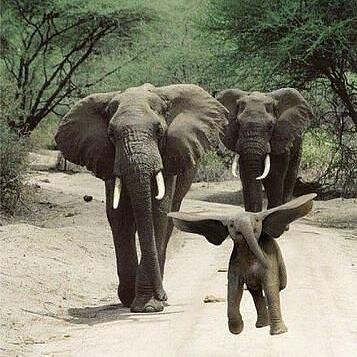 fanaprel's profile picture. 