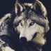NO TOLERANCE! (@nspower14) Twitter profile photo