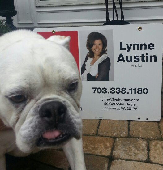 Bangerthebully's profile picture. 