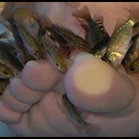 I am the Fish God. In the end, there were fishes