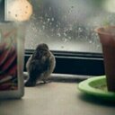 عصفوره (@0987lolo123) Twitter