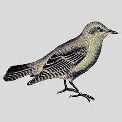 littlegraybird's profile picture. Small soft pretty, tougher than you think. I am a Nova Scotian, who became a Manitoban, who became a New Brunswicker, and returned to Nova Scotia! she/her