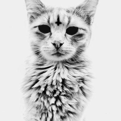 elysian16's profile picture. 