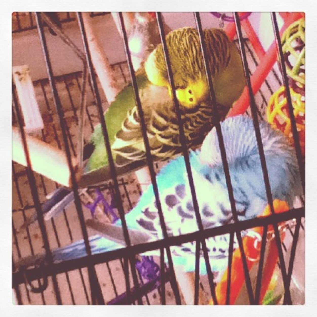 katiefarmchick's profile picture. 