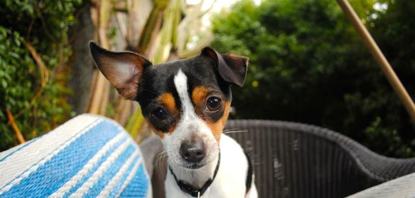 petfriendlydigs's profile picture. We help you find hotels that LOVE pets.