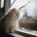 Roaa Al Gasser - @RoaaAlGasser - Twitter