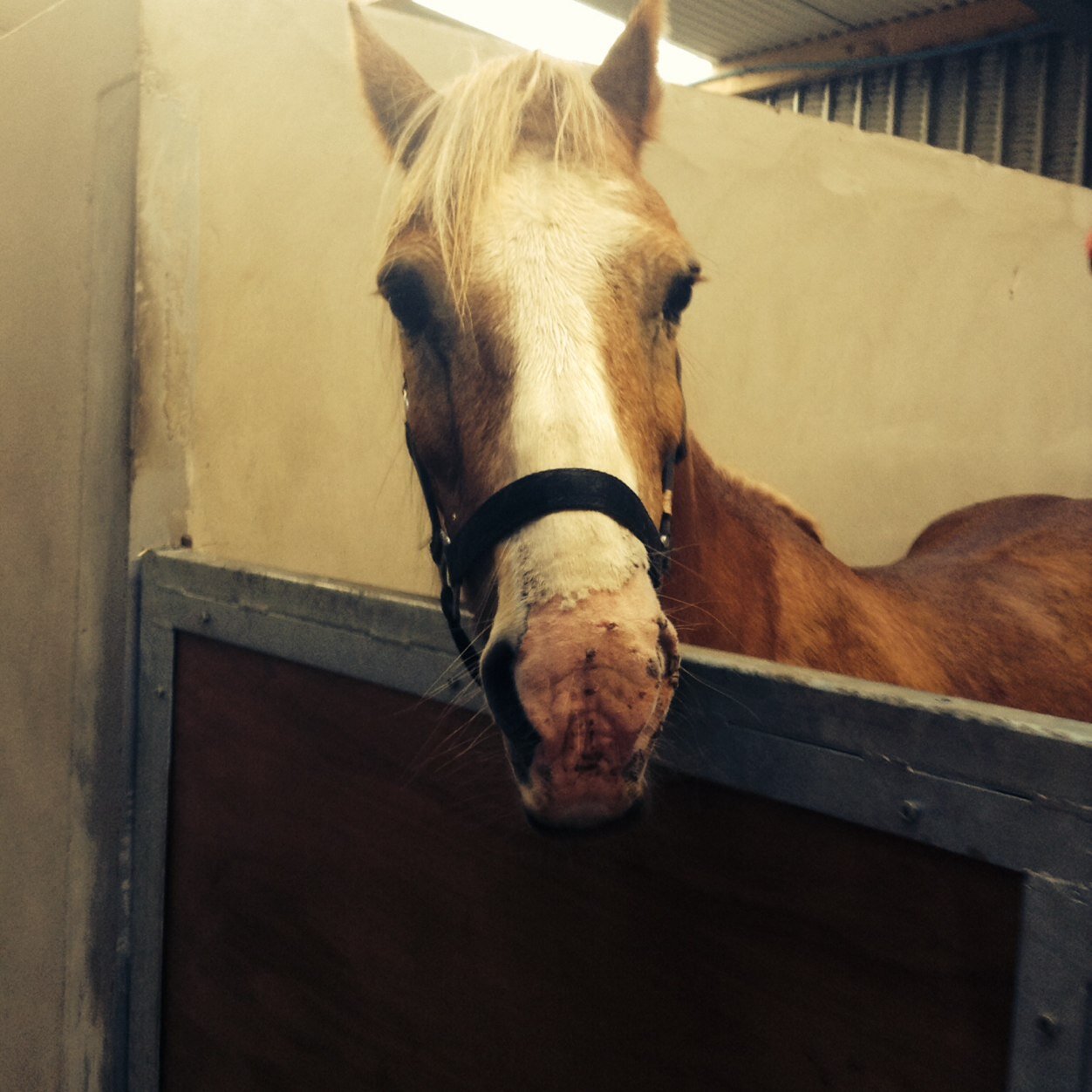 ☯ Irish gal 12 years young obsessed with moons ☯ horse mad