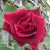 Christine Merrall (@christinemerral) Twitter profile photo