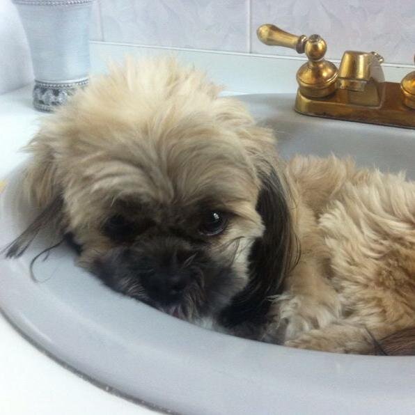 Perritaperdida1's profile picture. SE HA PERDIDO MI PERRITA, MI HERMANA MANEJABA Y SE CAYO. GUAYAQUIL-ECUADOR. TRAYECTO PLAZA MAYOR- ROTONDA-CEIBOS. SHITZ CAFE, LAZO TURQUESA!!! AYUDENME PORFAVOR