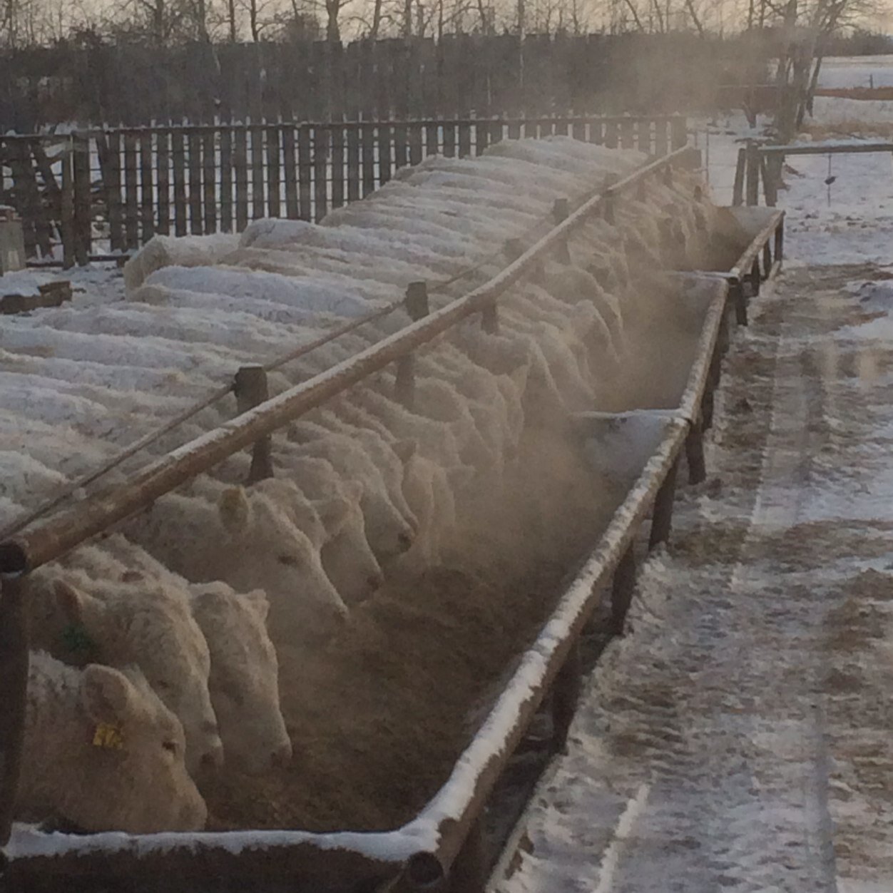 Hunter Charolais is a family run operation located in Roblin MB consisting of 200 mother cows, annually running a bull sale the first Thursday in April.