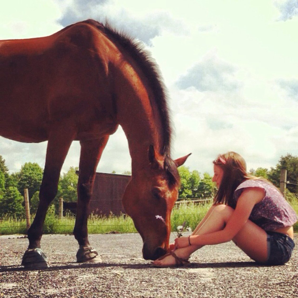 Our journey from zero to hero-a big, green Warmblood gelding and a very small girl with dreams to match our size difference! Follow us on IG at @warmbloodgirl98