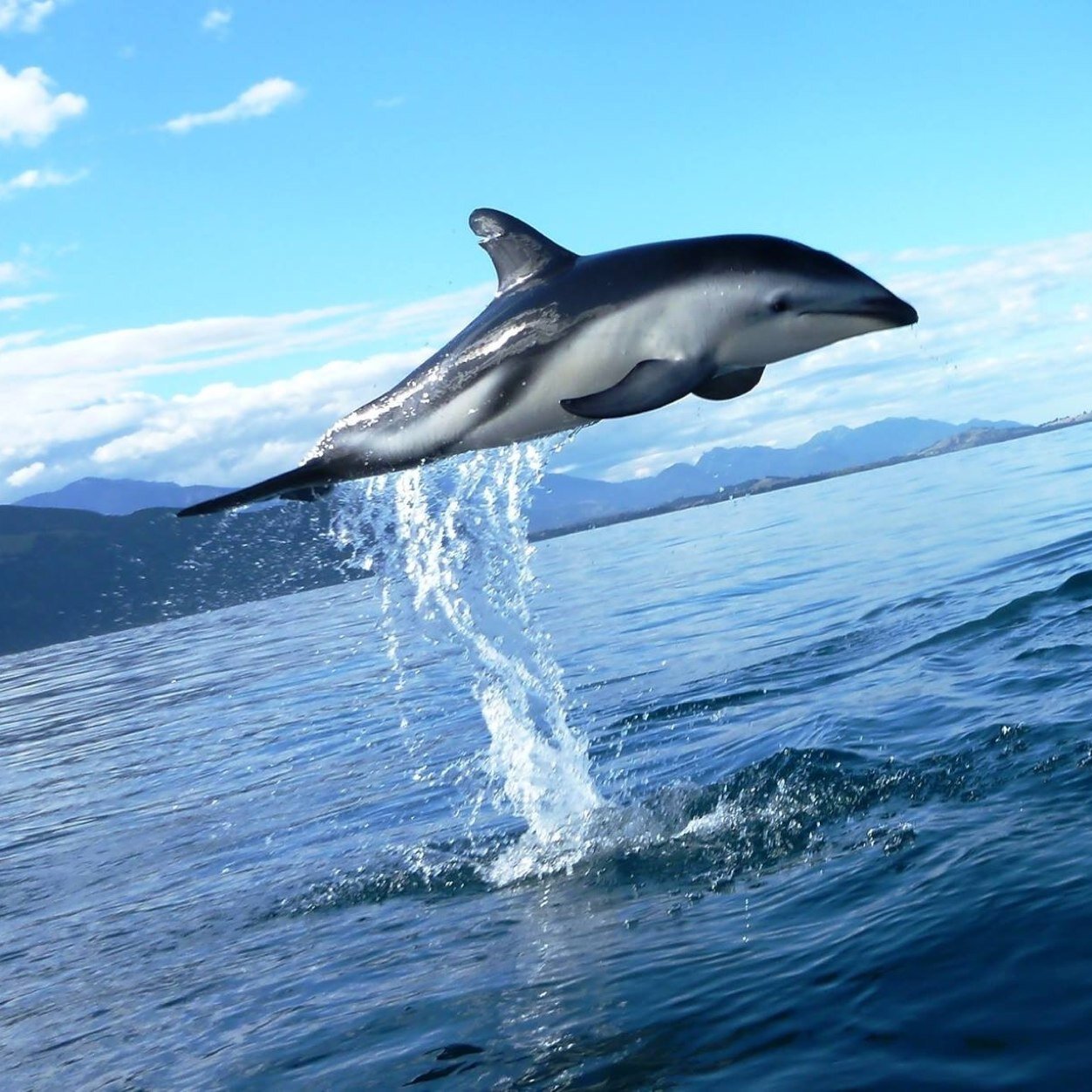 Fordie28's profile picture. 