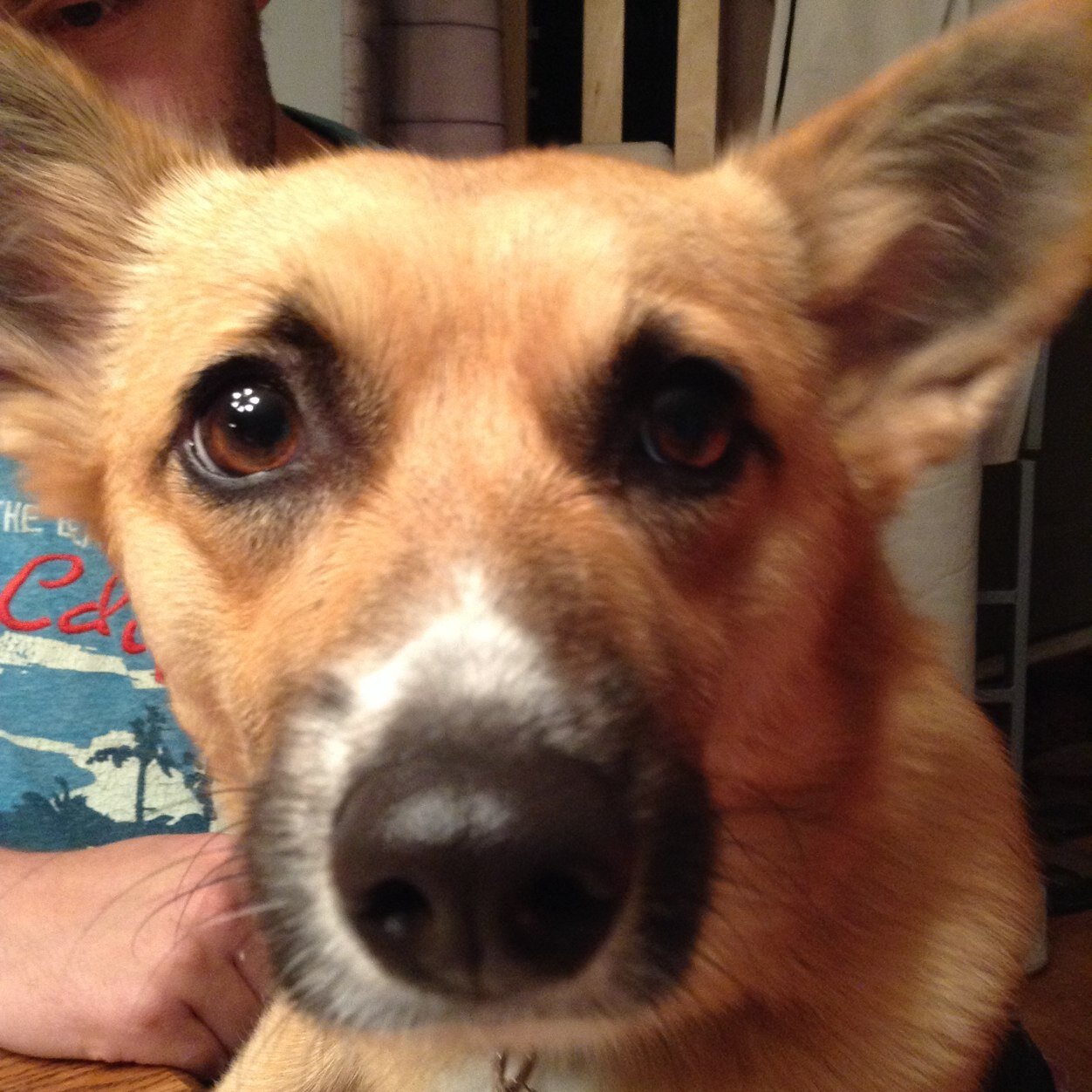 Life and times of a red & white service Pembroke Welsh Corgi dog from the SF Bay Area currently adventuring in Indiana