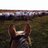 charolais_mike's profile image