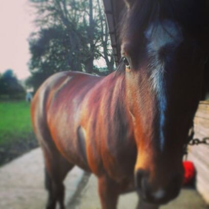 18. UK. Been riding for almost a year. At university studying equine sports therapy.