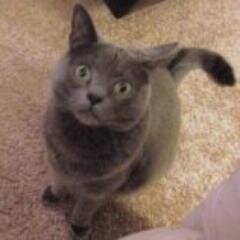 Hashleaf's profile picture. Uncouth, irreverent bearer of unpopular opinions. I have absolutely no idea what I'm doing.