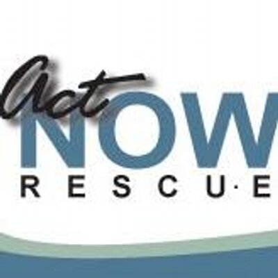 actnow rescue actnowrescuestl twitter