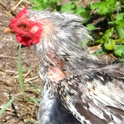 ChickenNamedDog's profile picture. We have lots of chickens and three goats.  We have to tweet.