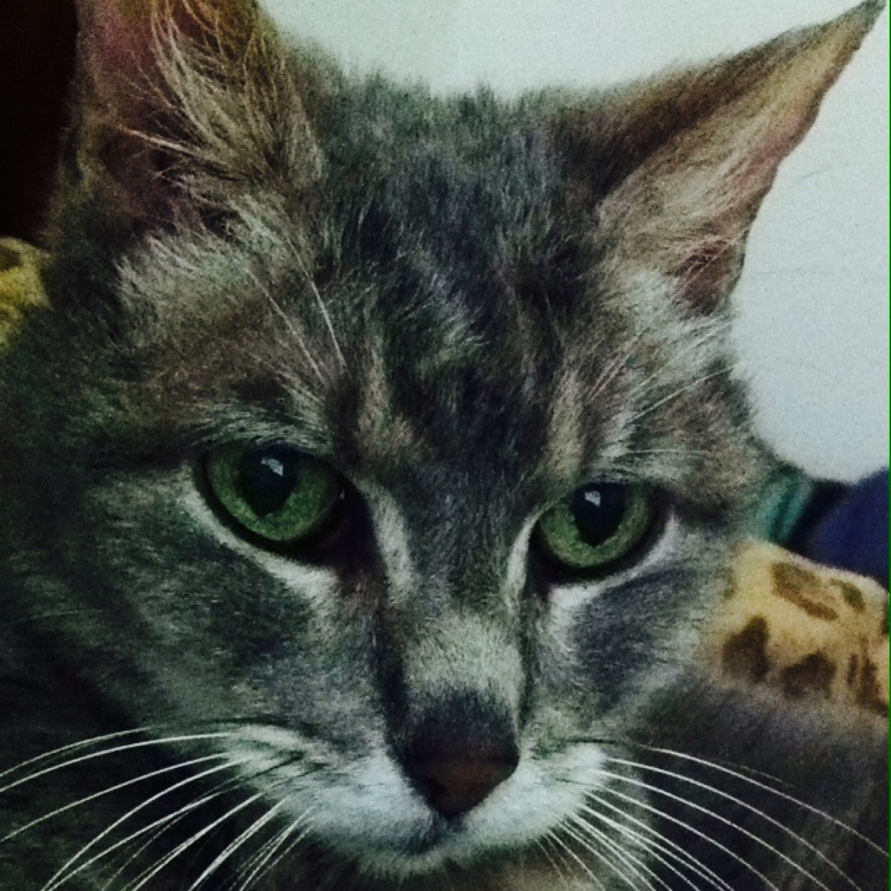 laurent73's profile picture. 