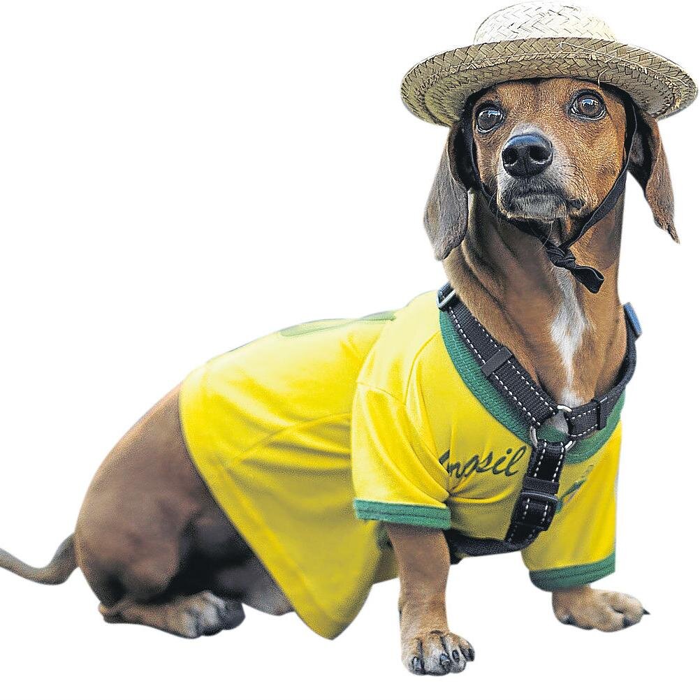 Fui abandonado en el estadio Maracaná en un partido de Brasil cuando nací. Ahí me adoptó Garrincha. Soy un perro futbolero. Columnista de @diaadiacomar.
