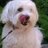 perritosenapuro's profile image