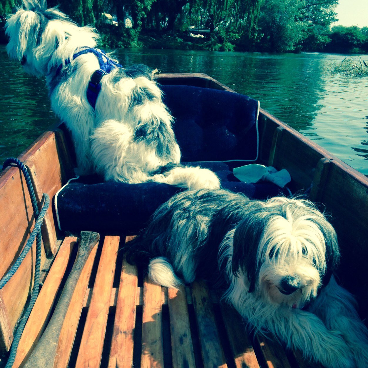 perry_gilly's profile picture. 