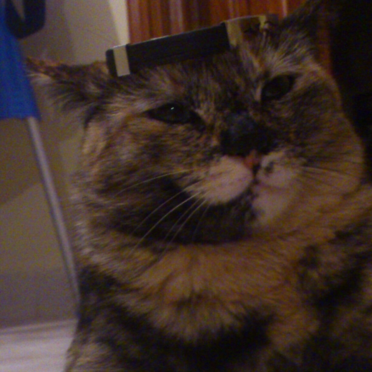 Tommy2STEELE's profile picture. 