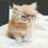 211_loly's profile image