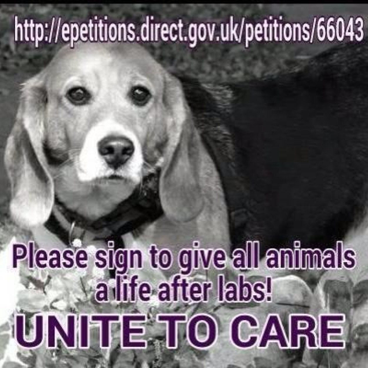 Negotiate the release and re-homing of beagles and other laboratory animals whilst pushing to replace animal tests with safe and reliable testing methods.