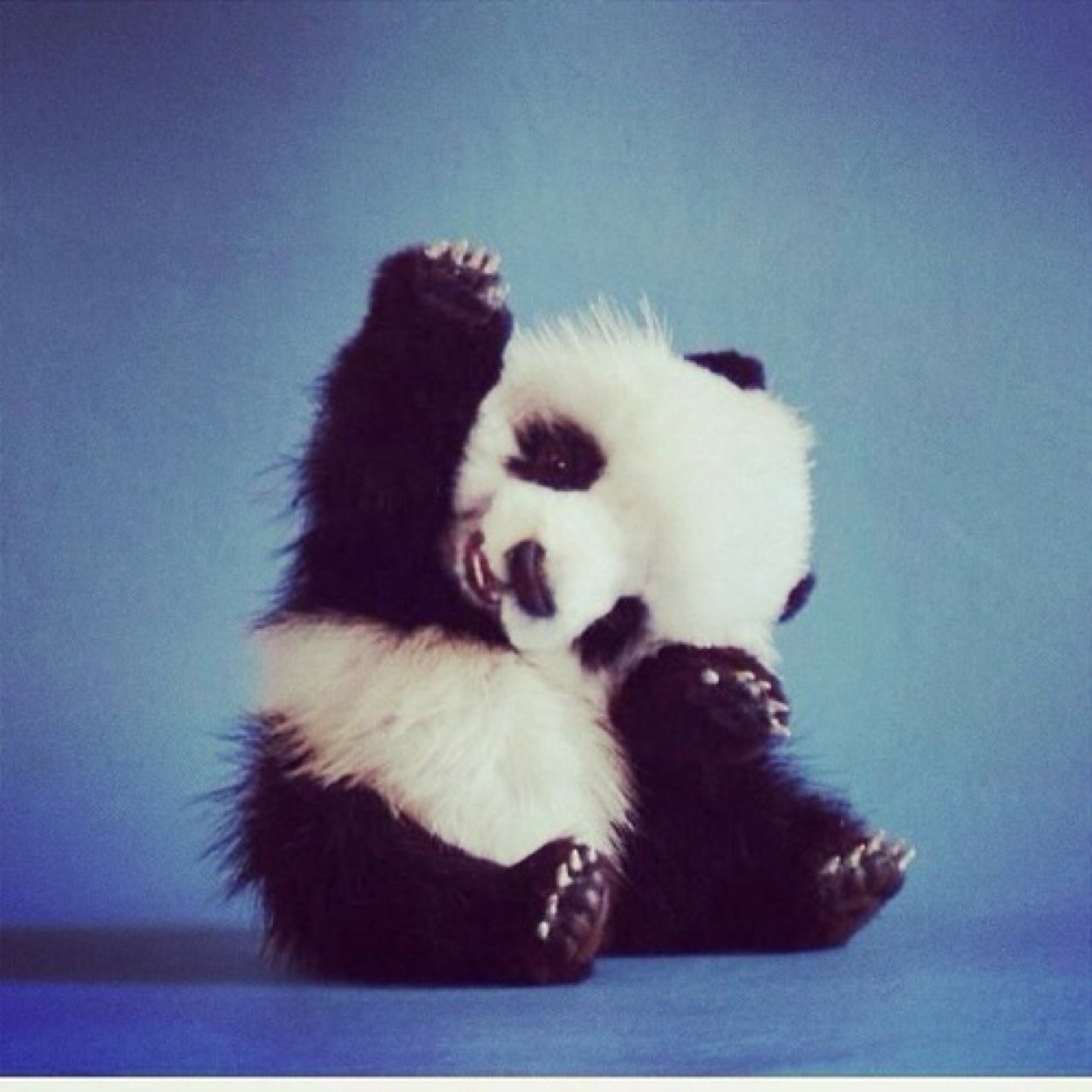 Yes, its me... Ze Creepy Panda