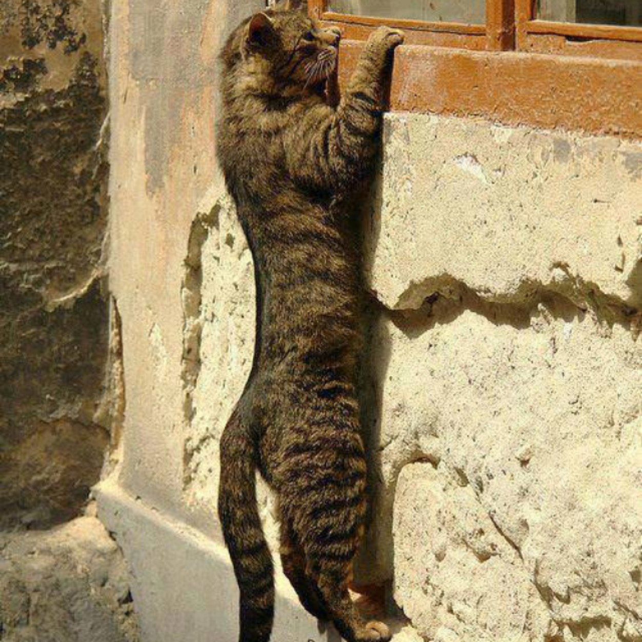 tktekek's profile picture. 